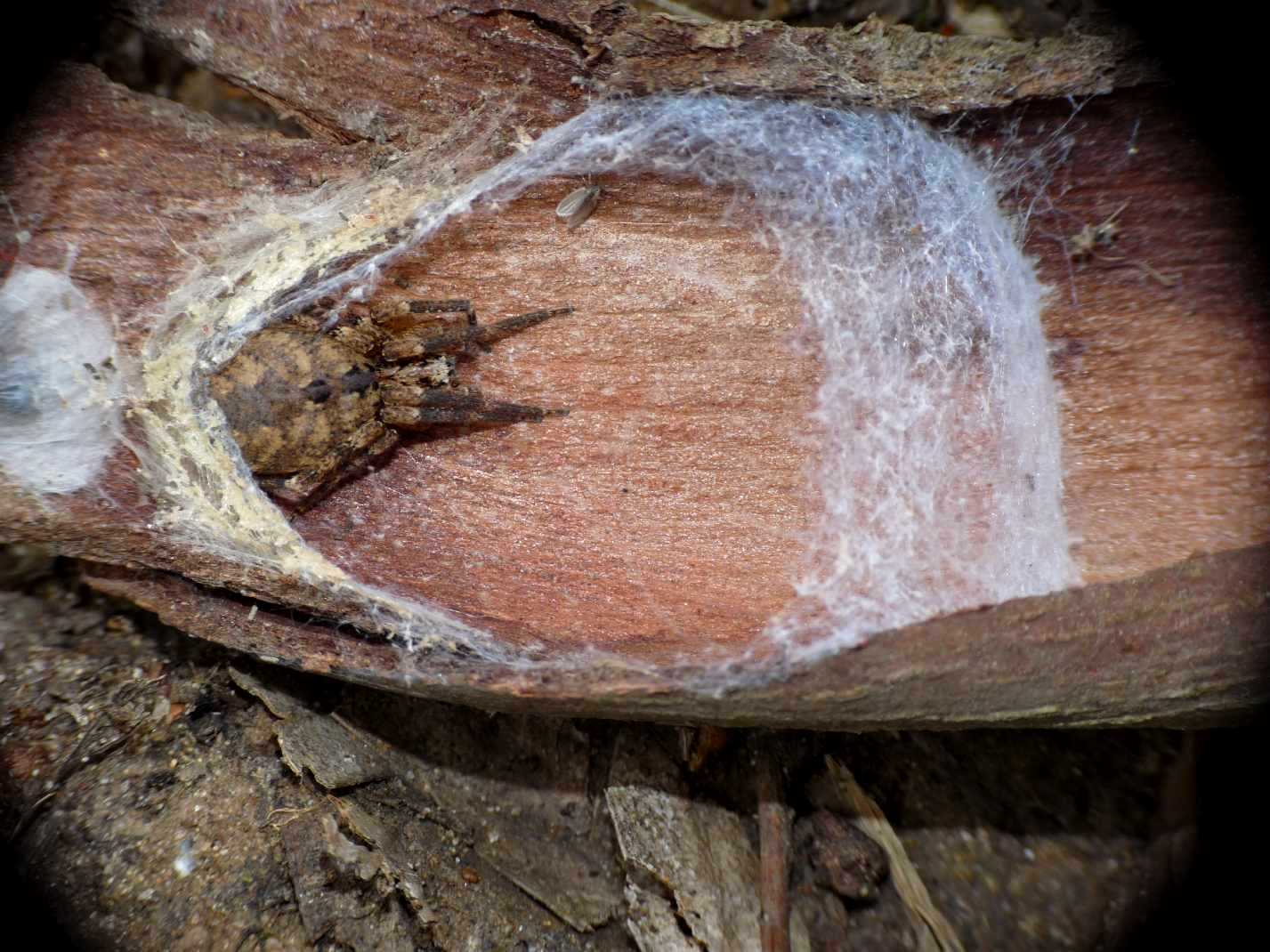 Zoropsis in atteggiamento difensivo